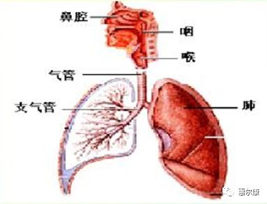 英呼吸道疾病患者激增，引发社会关注