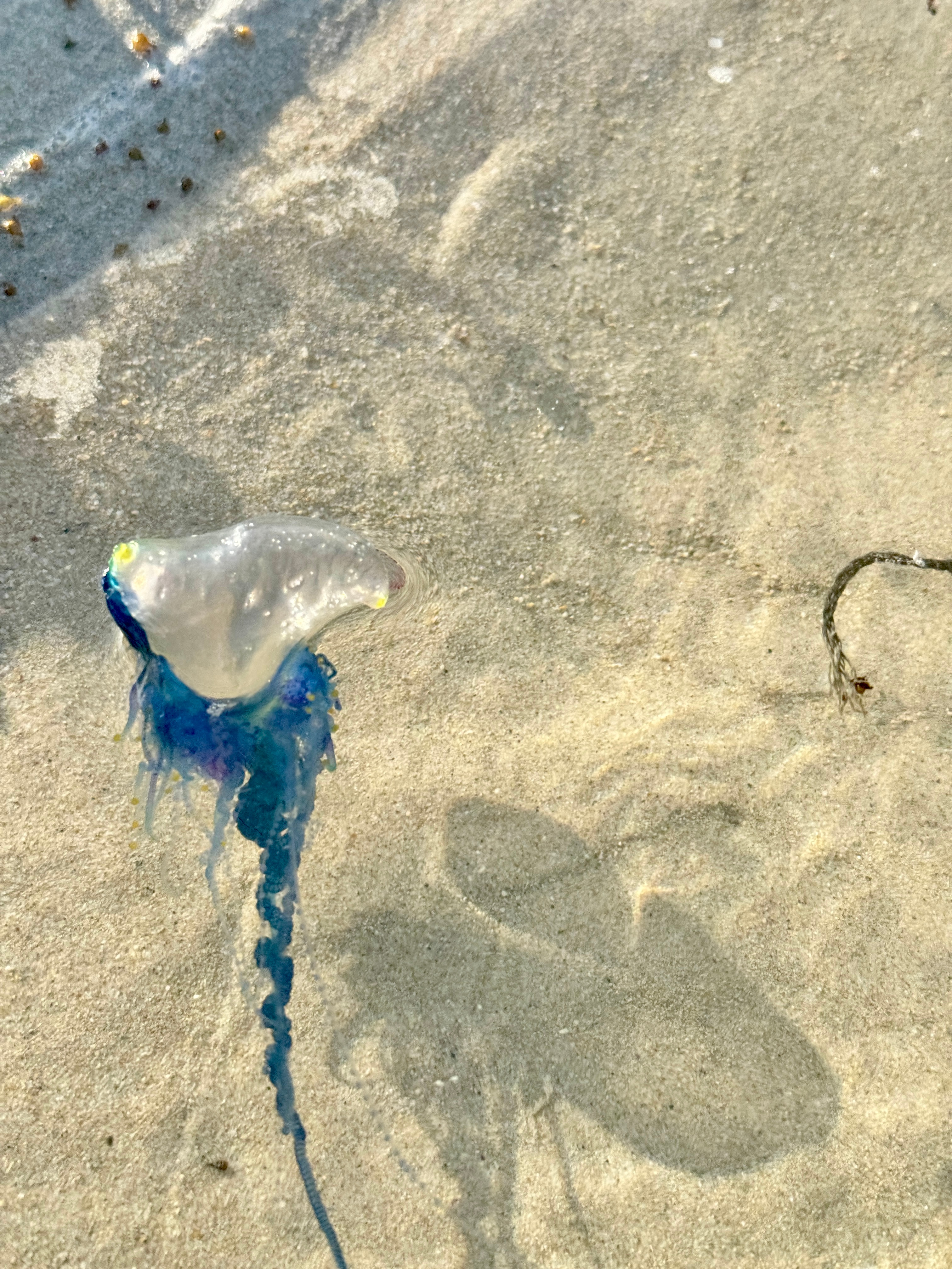 海南沙滩现剧毒水母