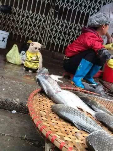 手把手教你如何在菜市场捡猫缘，一份详尽的寻猫攻略