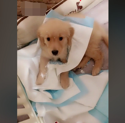 网购了1只恶犬还没袜子大