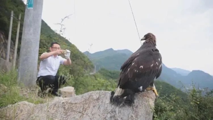 扶贫野人传奇，金雕金环背后的千万奇迹揭秘！