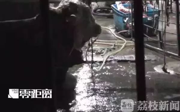 建议，震惊！雨中下跪背后的故事，赛博养病与假扮牛马——揭秘内娱卖惨天团背后的秘密独家爆料，2025开年荒唐事件深度剖析