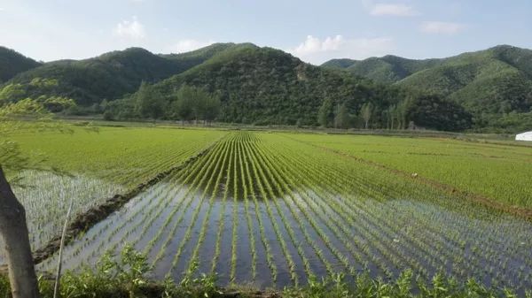 惊！20多亩农田遭非法挖土售卖，当地回应背后隐藏什么？