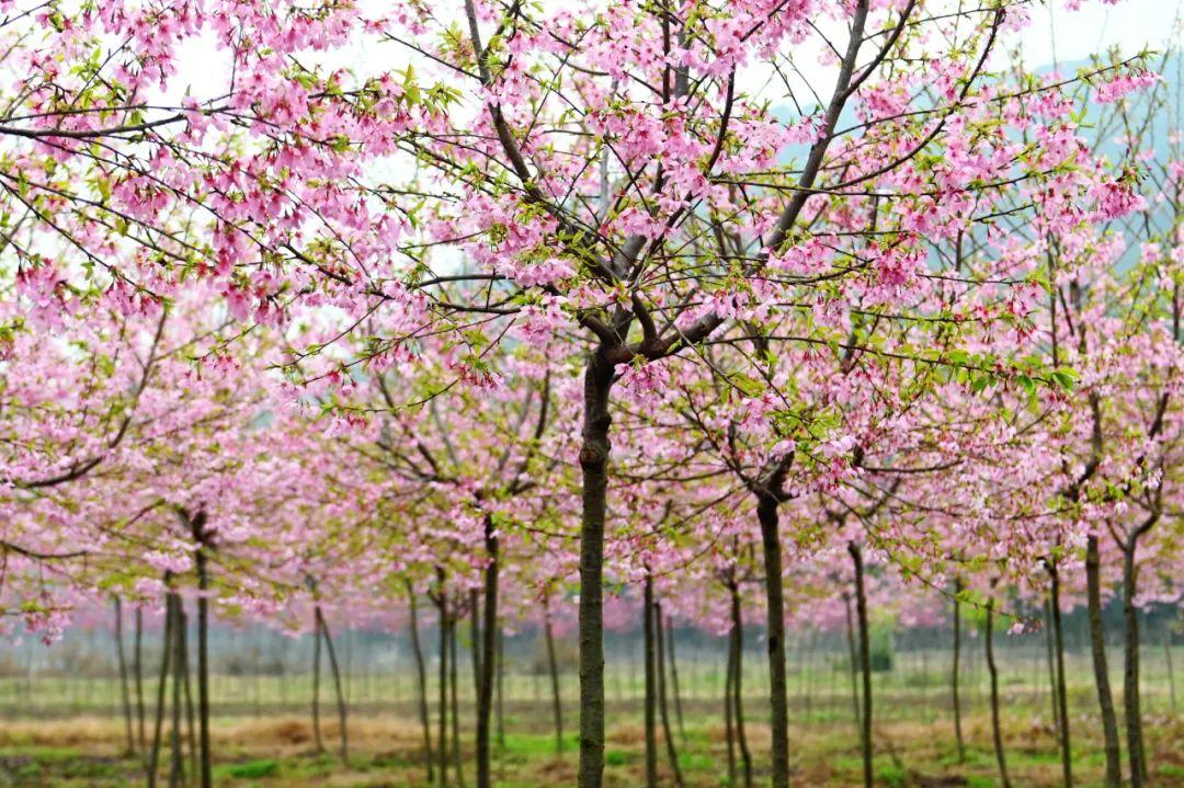 赏花赏景 感受美好春日