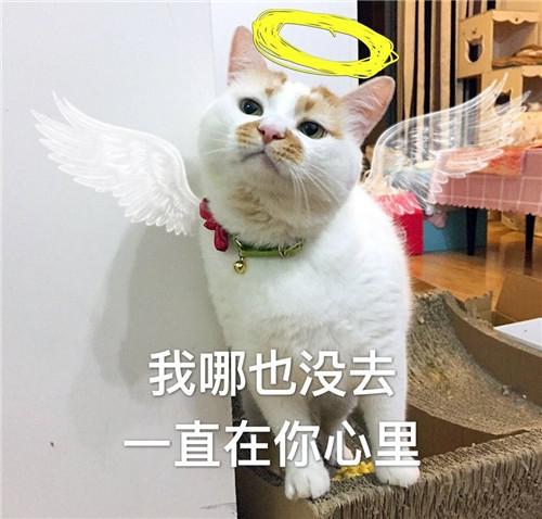 24岁网红猫‘又又’突然离世！它陪伴了无数人的青春，背后真相令人泪目...