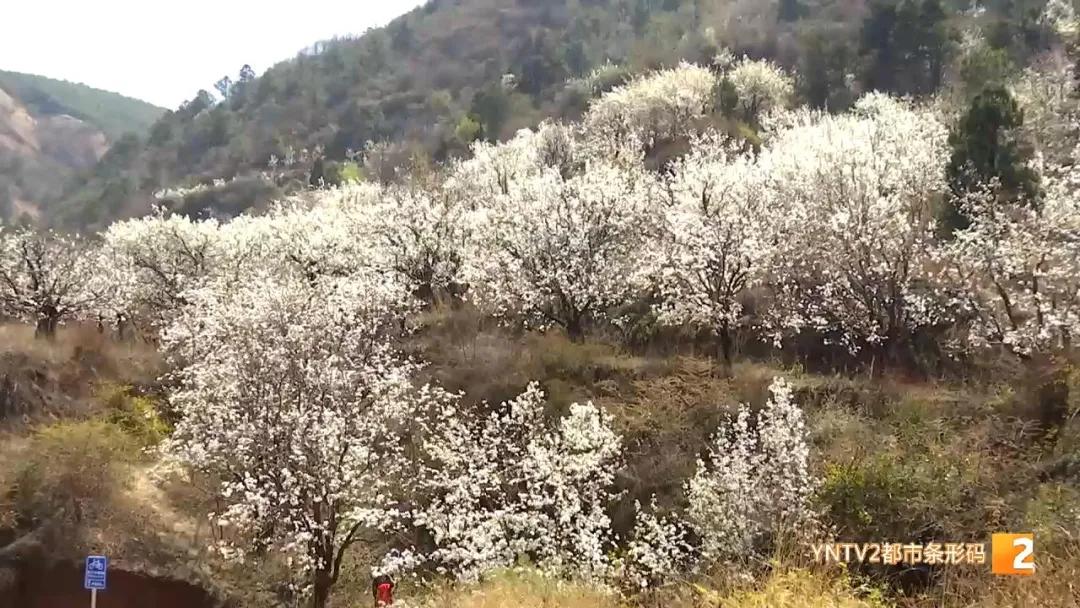 别把花粉过敏当感冒