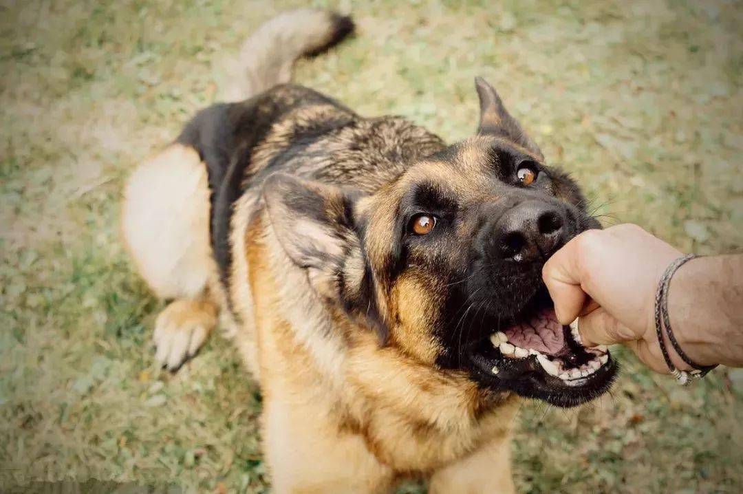 惊魂瞬间！恶犬破窗飞扑，车主险成人肉靶子，真相令人发指！